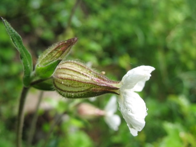 Fleur compagnon blanc